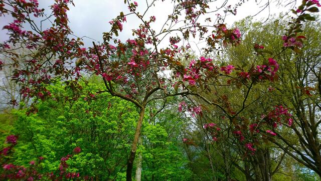 Dunkelrote Blüten im Stadtpark | Foto: Shima Mahi