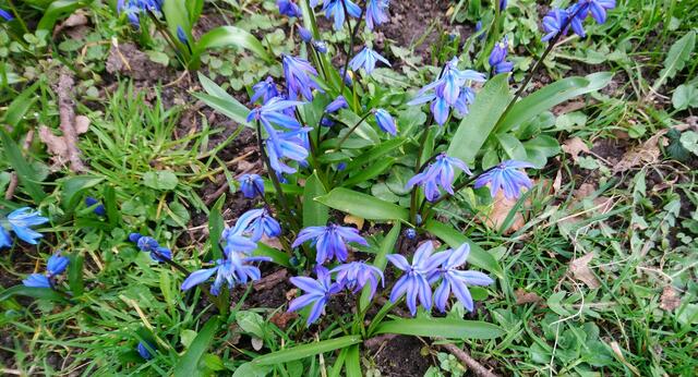 Die Scilla blüht im Stadtpark. | Foto: Shima Mahi
