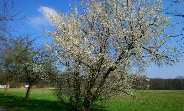 Weißer Blütentraum | Foto: Shima Mahi