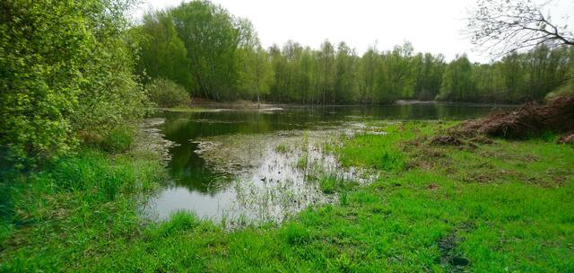 Das Altwarmbüchener Moor hat sich dank der zahlreichen Regenfälle bis an den gleichnamigen See ausgebreitet. | Foto: Shima Mahi
