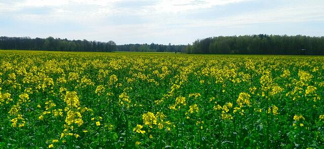 Anfang April blüht auch schon der Raps. | Foto: Shima Mahi