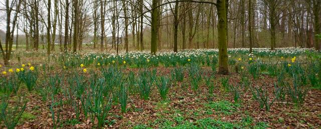 Ein weißes Narzissenfeld im Stadtpark | Foto: Shima Mahi