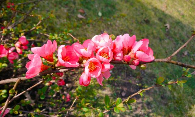 Zierquitte | Foto: Shima Mahi