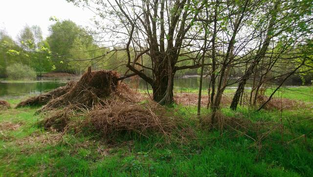 Bei längerer Trockenheit ist hier eine Wiese. | Foto: Shima Mahi