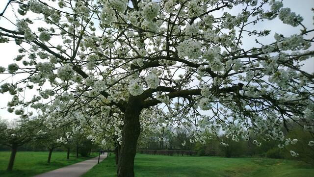 Blütenpracht an der Obstbaumallee in Langenhagen | Foto: Shima Mahi