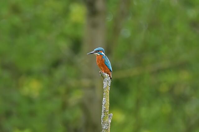 Eisvogel | Foto: Copyright Andreas Schäfer