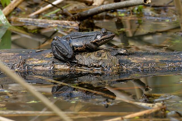Frosch | Foto: Copyright Andreas Schäfer