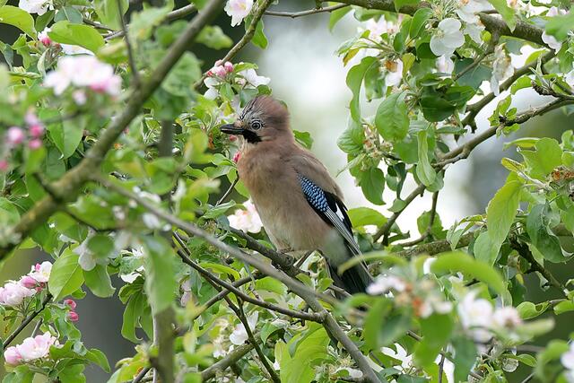 Eichelhäher | Foto: Copyright Andreas Schäfer