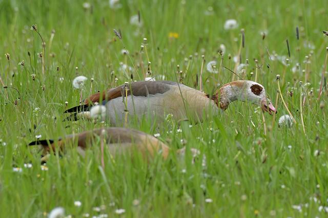 Nilgans | Foto: Copyright Andreas Schäfer