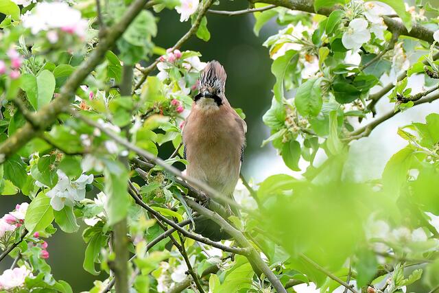 Eichelhäher | Foto: Copyright Andreas Schäfer