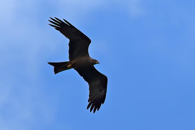 Schwarzmilan | Foto: Copyright Andreas Schäfer