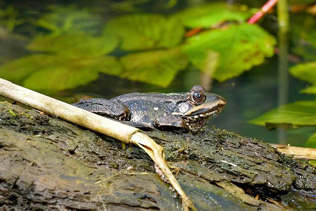 Frosch | Foto: Copyright Andreas Schäfer