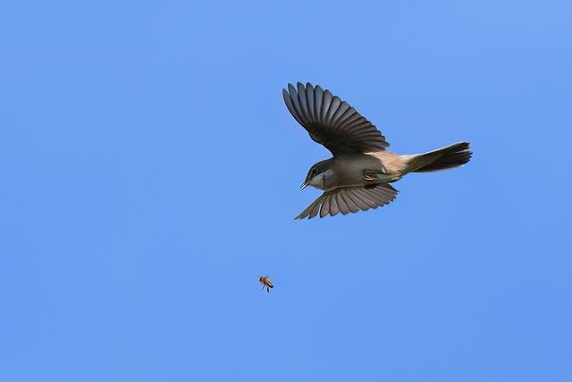 Foto: Copyright Andreas Schäfer