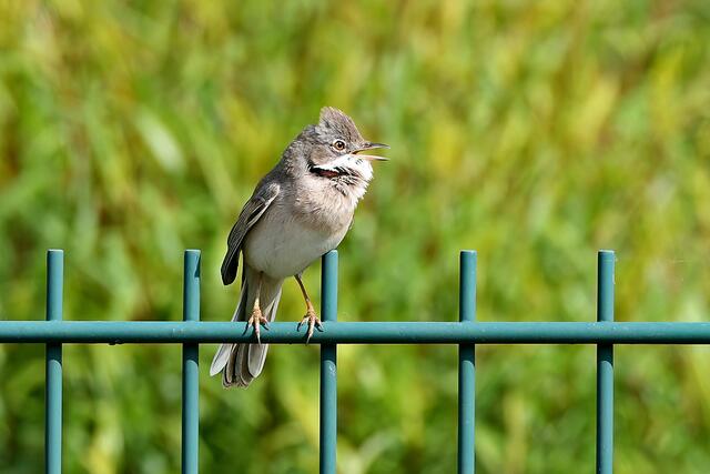 Foto: Copyright Andreas Schäfer