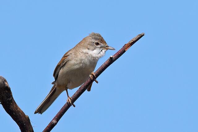 Foto: Copyright Andreas Schäfer