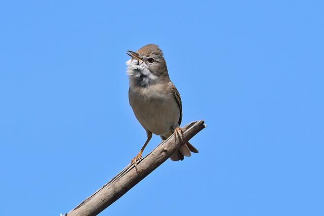 Foto: Copyright Andreas Schäfer