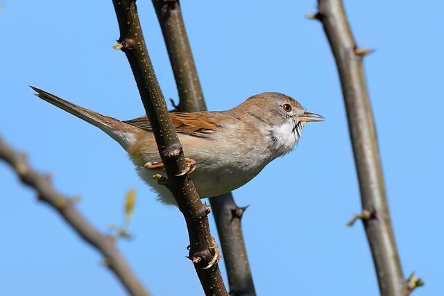 Foto: Copyright Andreas Schäfer