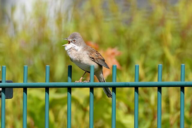 Foto: Copyright Andreas Schäfer