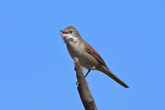 Foto: Copyright Andreas Schäfer