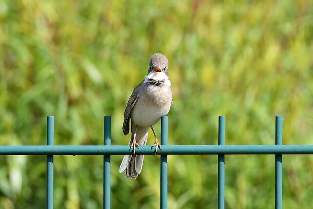 Foto: Copyright Andreas Schäfer