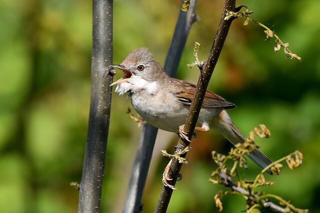 Foto: Copyright Andreas Schäfer