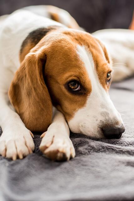 Für Hunde und Katzen gelten in Deutschland verschiedene Vorschriften. | Foto: DJD/Agila/MadPhotos - stock.adobe.com