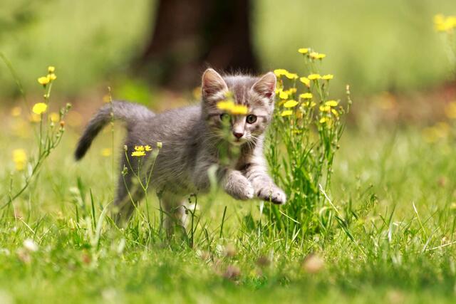 Mit einer Kennzeichnungspflicht kommen entlaufene Tiere einfacher zurück zu ihren Haltenden. | Foto: DJD/Agila/Nadine Haase - Fotolia