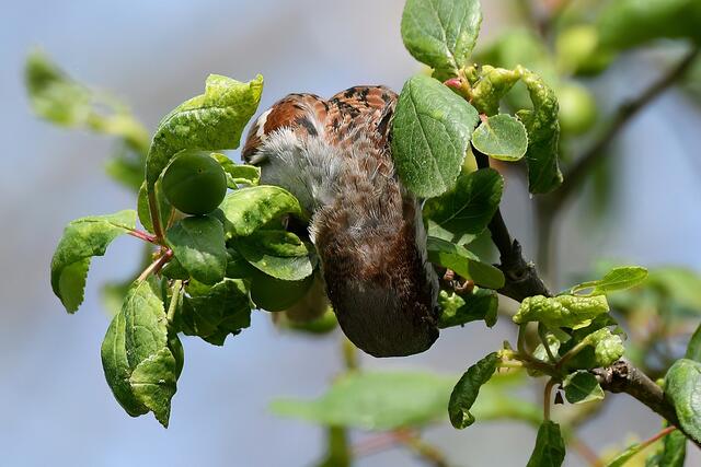 Foto: Copyright Andreas Schäfer