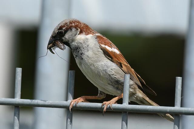 Foto: Copyright Andreas Schäfer