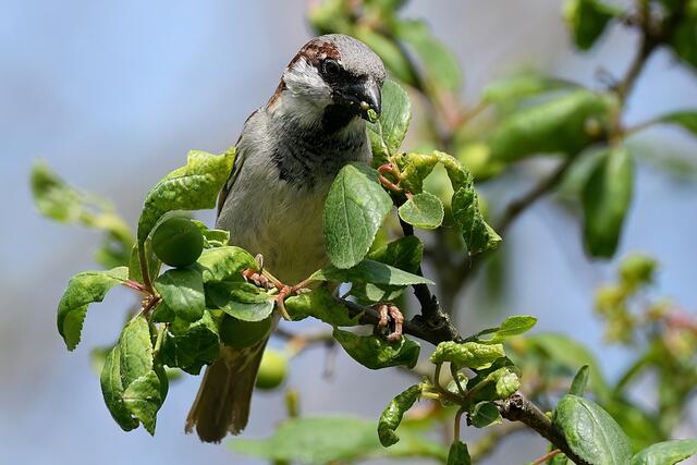 Foto: Copyright Andreas Schäfer