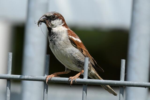 Foto: Copyright Andreas Schäfer