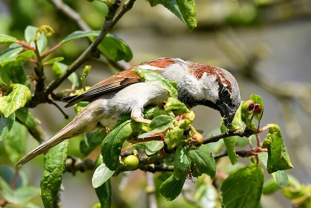 Foto: Copyright Andreas Schäfer