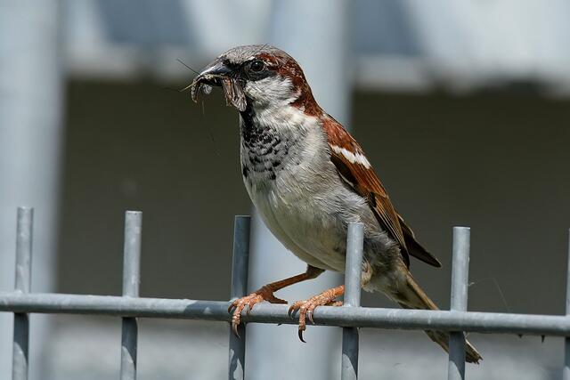 Foto: Copyright Andreas Schäfer