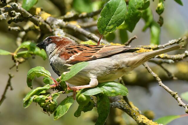 Foto: Copyright Andreas Schäfer