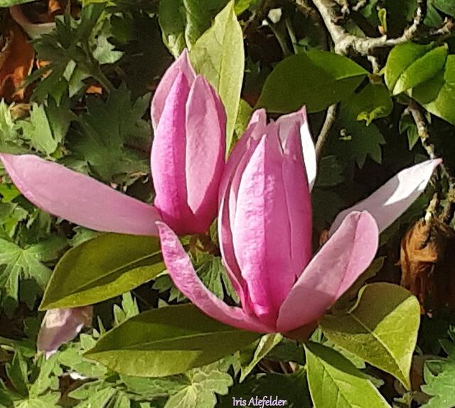 Foto: Iris  Alefelder