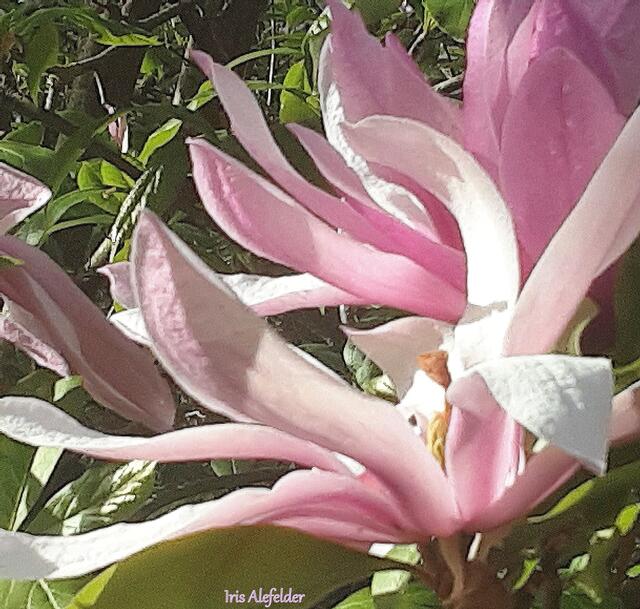 Foto: Iris  Alefelder