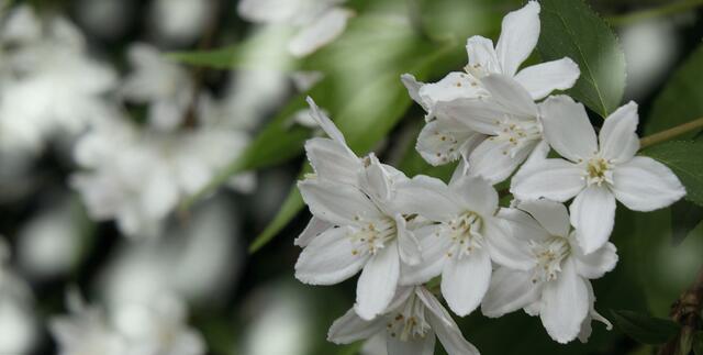 Der 'Maiblumenstrauch' (Deutzia gracilis), auch 'Zierliche Deutzie' genannt zählt zur Familie der Hortensiengewächse ...
Lt. Wikipedia liegt das natürliche Verbreitungsgebiet auf den japanischen Inseln Honshū, Kyushu und Shikoku.