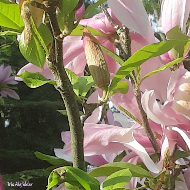 Foto: Iris  Alefelder