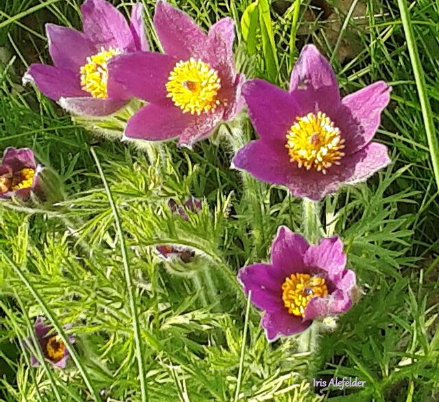 Foto: Iris Alefelder