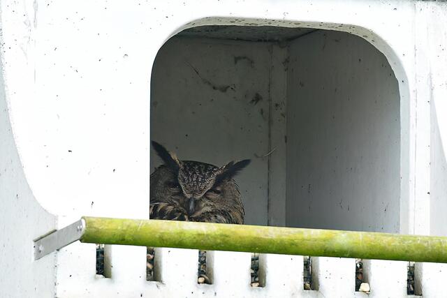 Uhu " Weibchen " | Foto: Copyright Andreas Schäfer
