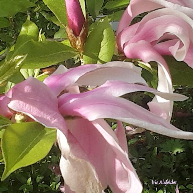 Foto: Iris  Alefelder