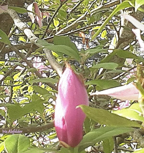 Foto: Iris  Alefelder