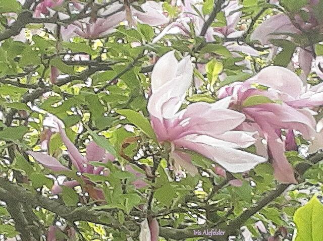 Foto: Iris  Alefelder