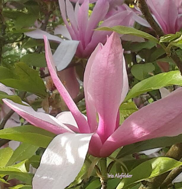 Foto: Iris  Alefelder