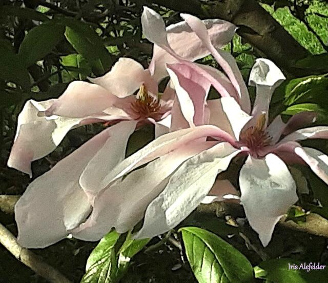 Foto: Iris  Alefelder