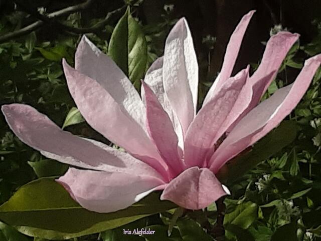 Foto: Iris  Alefelder