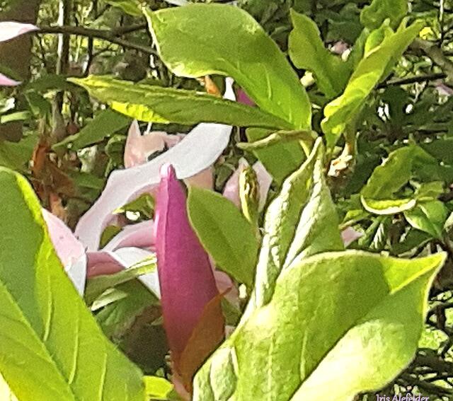 Foto: Iris  Alefelder