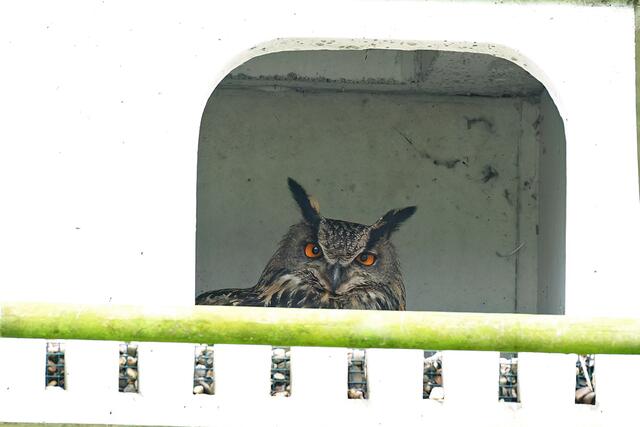 Uhu " Weibchen " | Foto: Copyright Andreas Schäfer