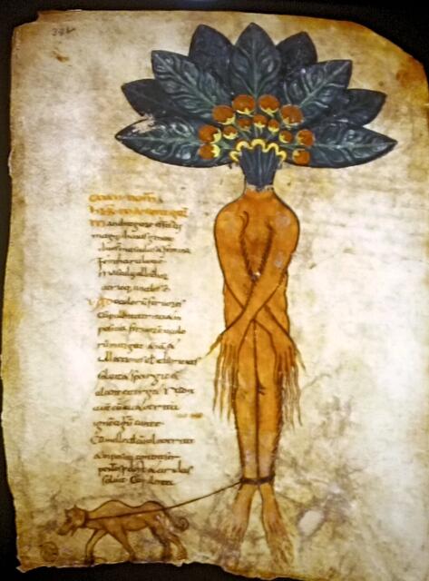 Alraune/  Mandragora, eine menschengleiche Wurzel, sie muß vollständig ausgegraben werden und es gibt genaue Anweisung zur Ernte der Wurzel, 
mit Stechapfel, Tollkirsche und Bilsenkraut hat sie eine sinnerweiternde Wirkung
wird schon in babylonischer Zeit erwähnt