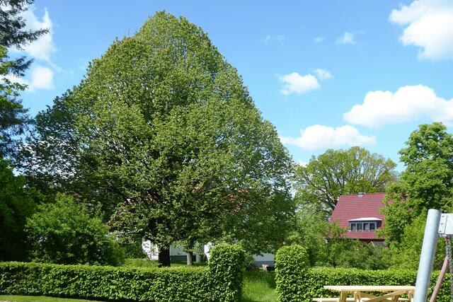 Ein prächtiger Baum neben dem Pfarrgarten.